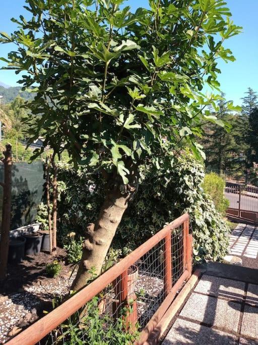 Loft Sotto Il Vulcano, Con Posto Auto Privato Zafferana Etnea Exterior photo